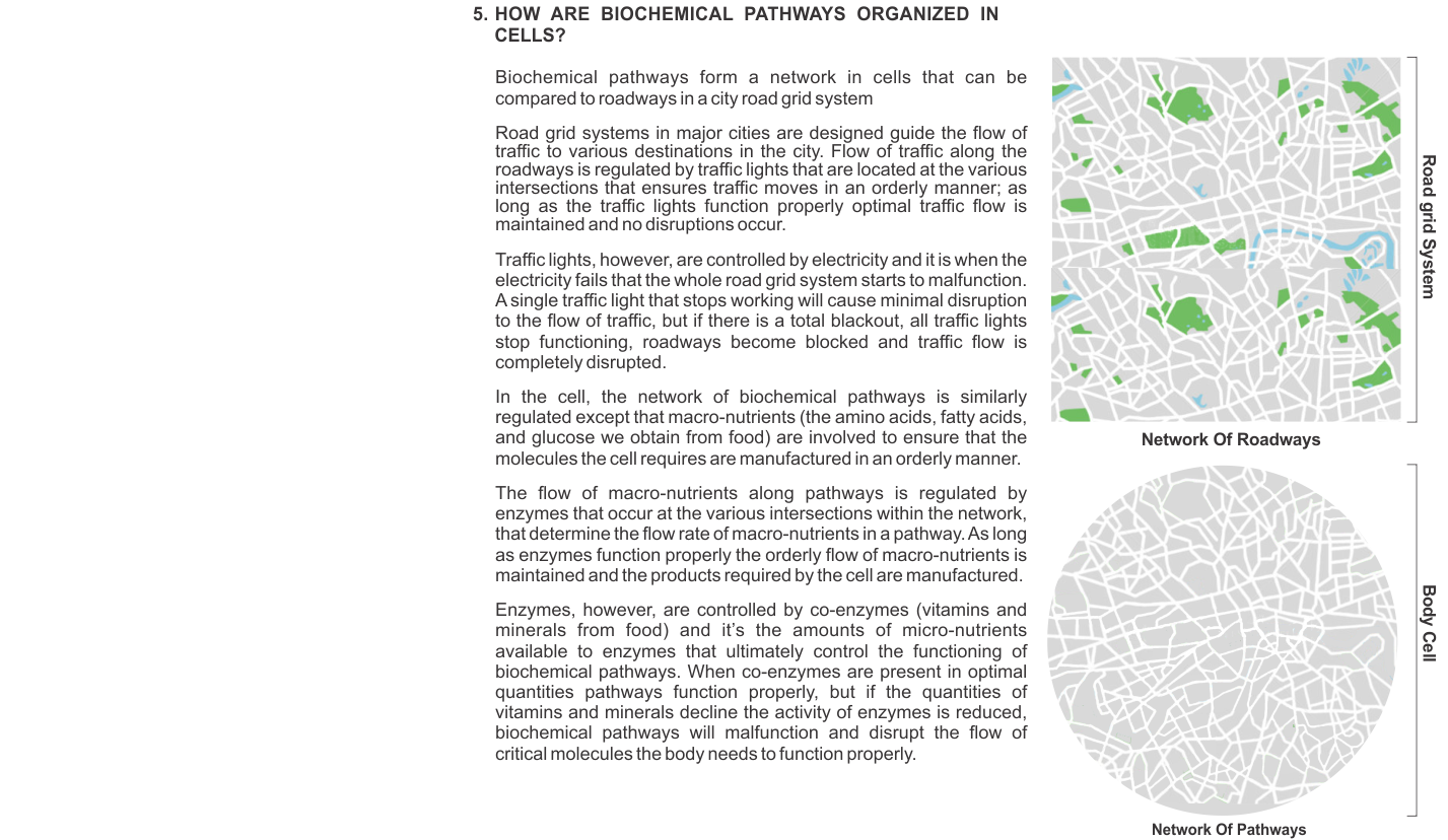 HOW ARE BIOCHEMICAL PATHWAYS ORGANIZED IN CELLS?