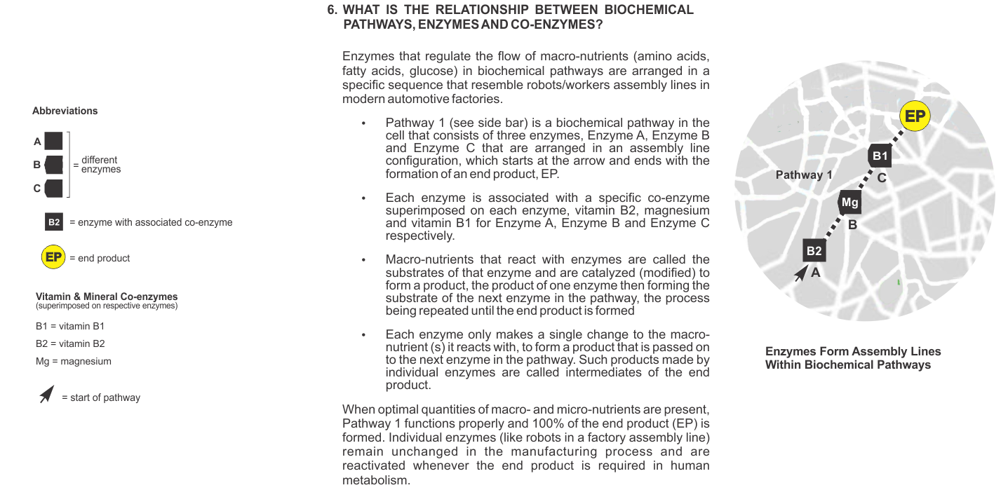 WHAT IS THE RELATIONSHIP BETWEEN BIOCHEMICAL PATHWAYS, ENZYMES AND CO-ENZYMES?