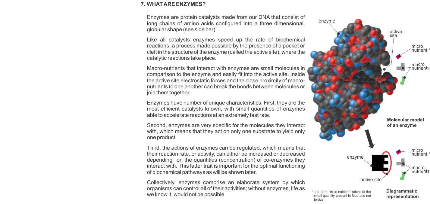 WHAT ARE ENZYMES?