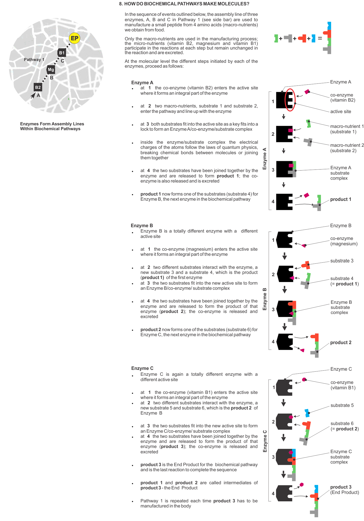 HOW DO BIOCHEMICAL PATHWAYS MAKE MOLECULES?