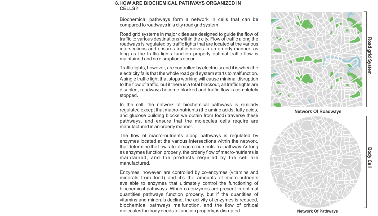 How are biochemical pathways organized in cells?