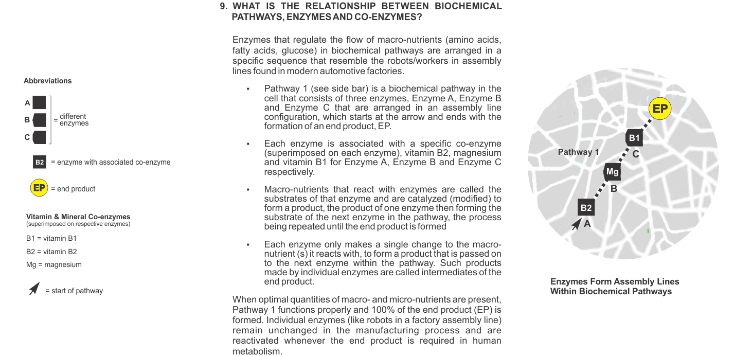 What is the relationship between biochemical pathways, enzymes and co-enzymes?